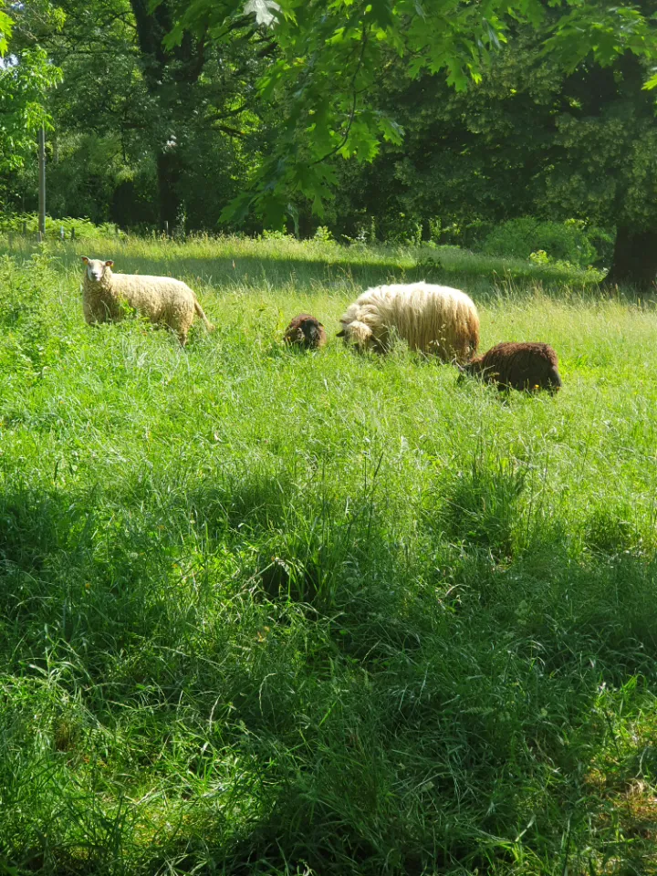 Caravane à la ferme à Saint-Germain-les-Belles, photo 5