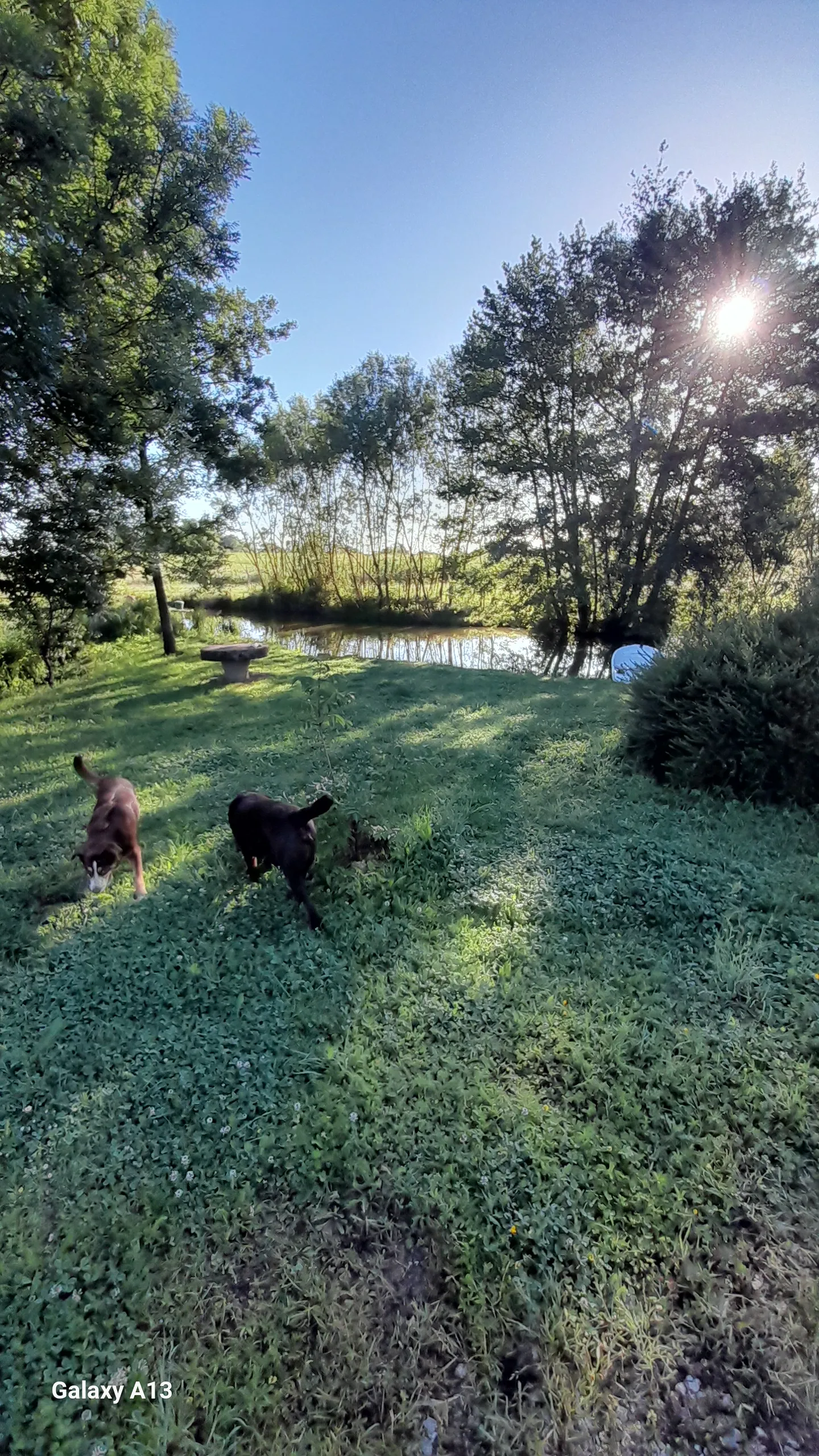 La roulotte au bord de l'étang à Larnaud, photo 6