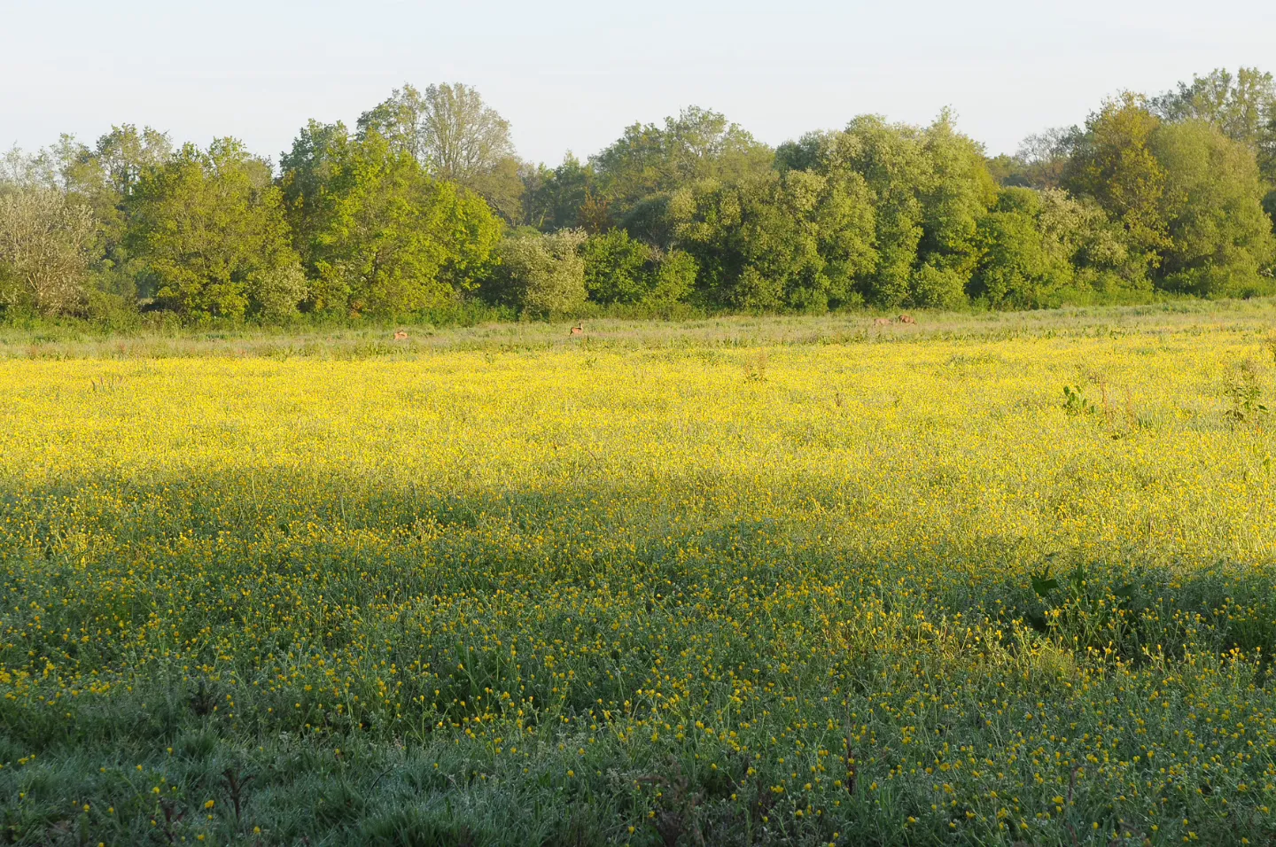 Roulotte champêtre des prairies à Nivillac, photo 7