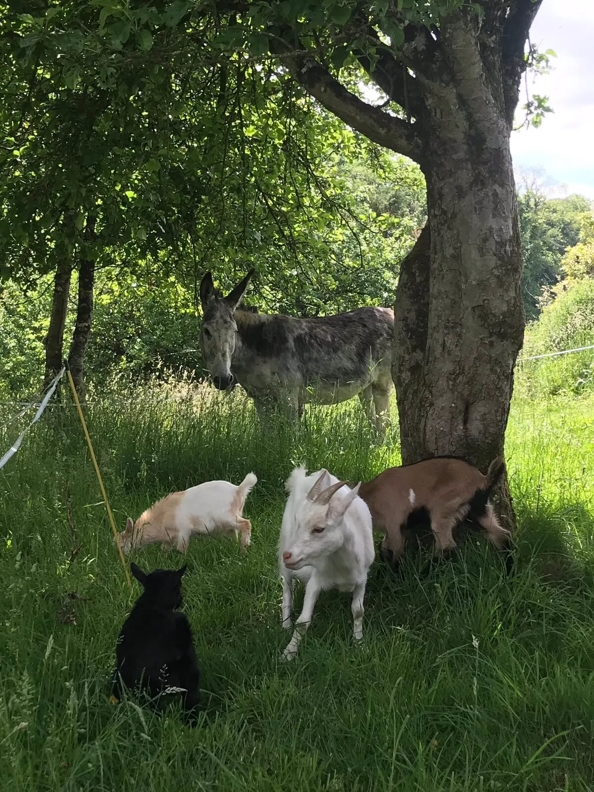 La roulotte de Lann Azen à Saint-Avé, photo 7