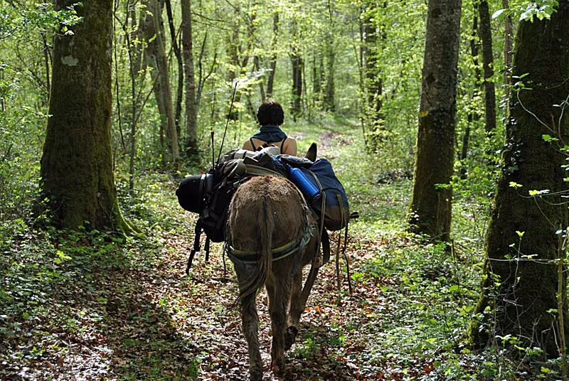 Roulotte des Bois, Chemins de Traverse à Auberive, photo 3