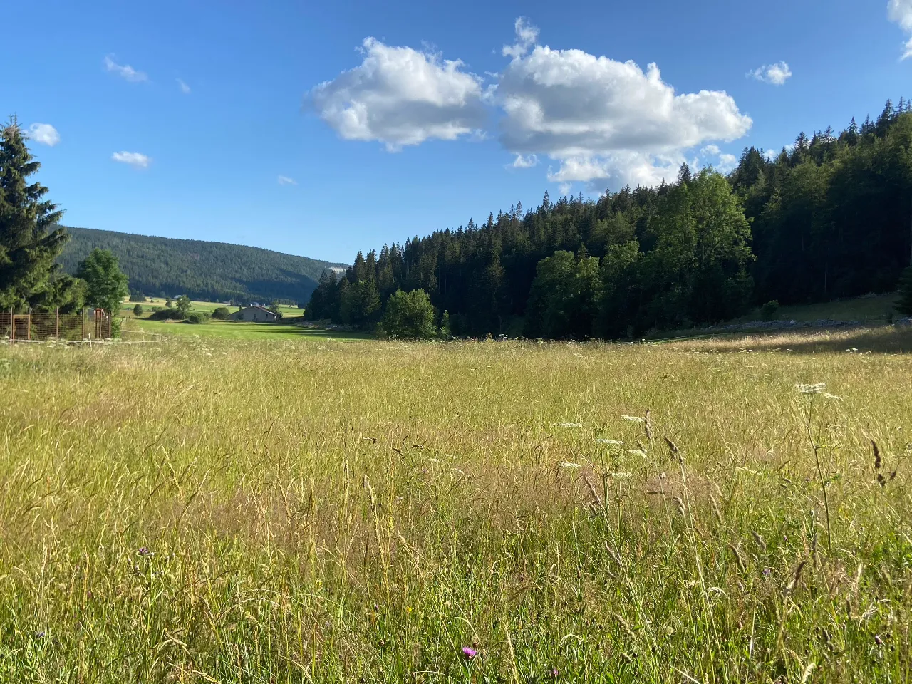 Roulotte des chiens nordiques à Chaux-Neuve, photo 4