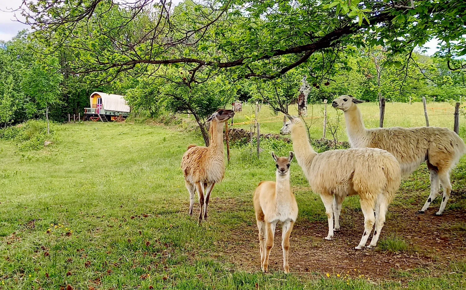 La roulotte des Lamas, roulotte à Rocles