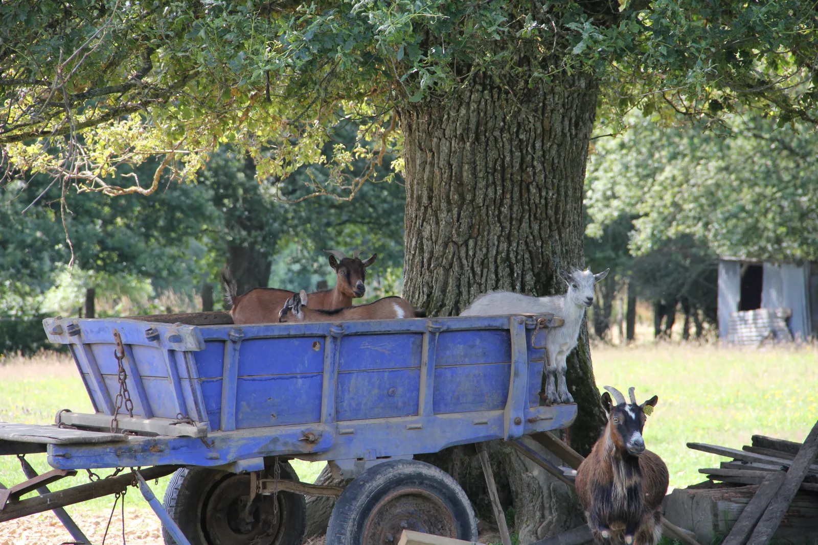 Roulotte Kanavu parmi les animaux à Champfrémont, photo 4