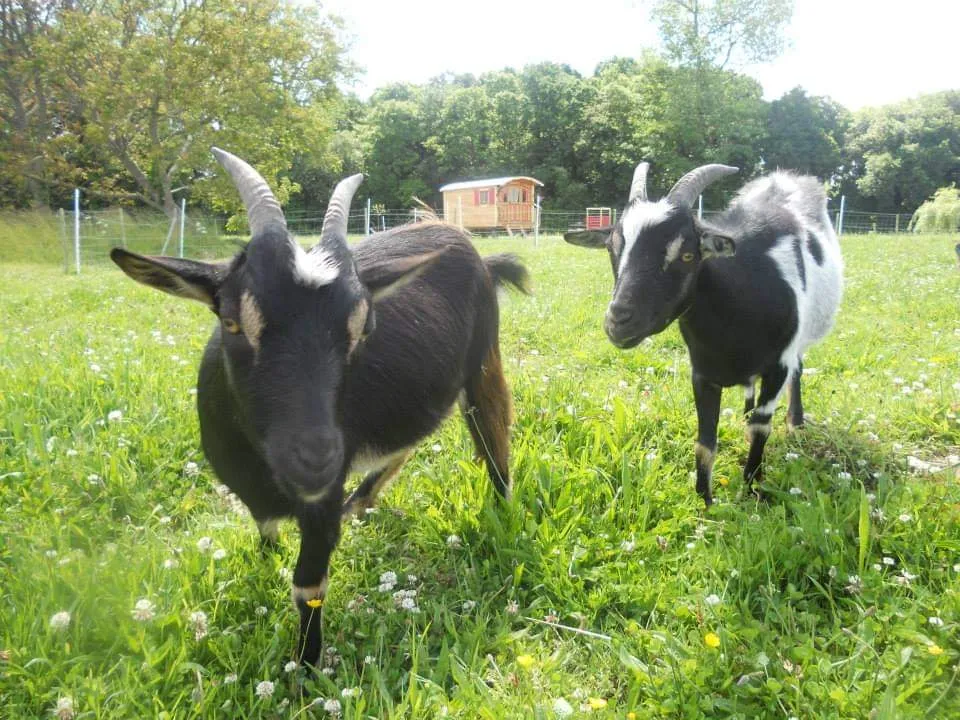 Roulotte Rozenn du Trieux à Plouëc-du-Trieux, photo 6