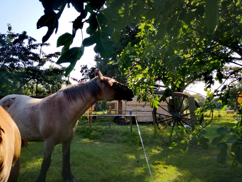Roulotte The Wanderer à Saint-Martial-sur-Isop, photo 7