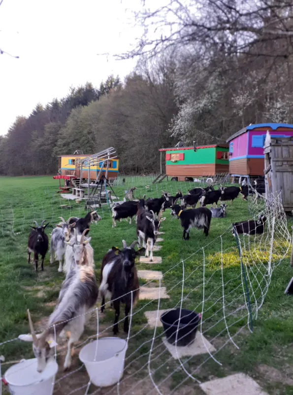 Roulottes à la ferme de Confracourt à Confracourt, photo 7