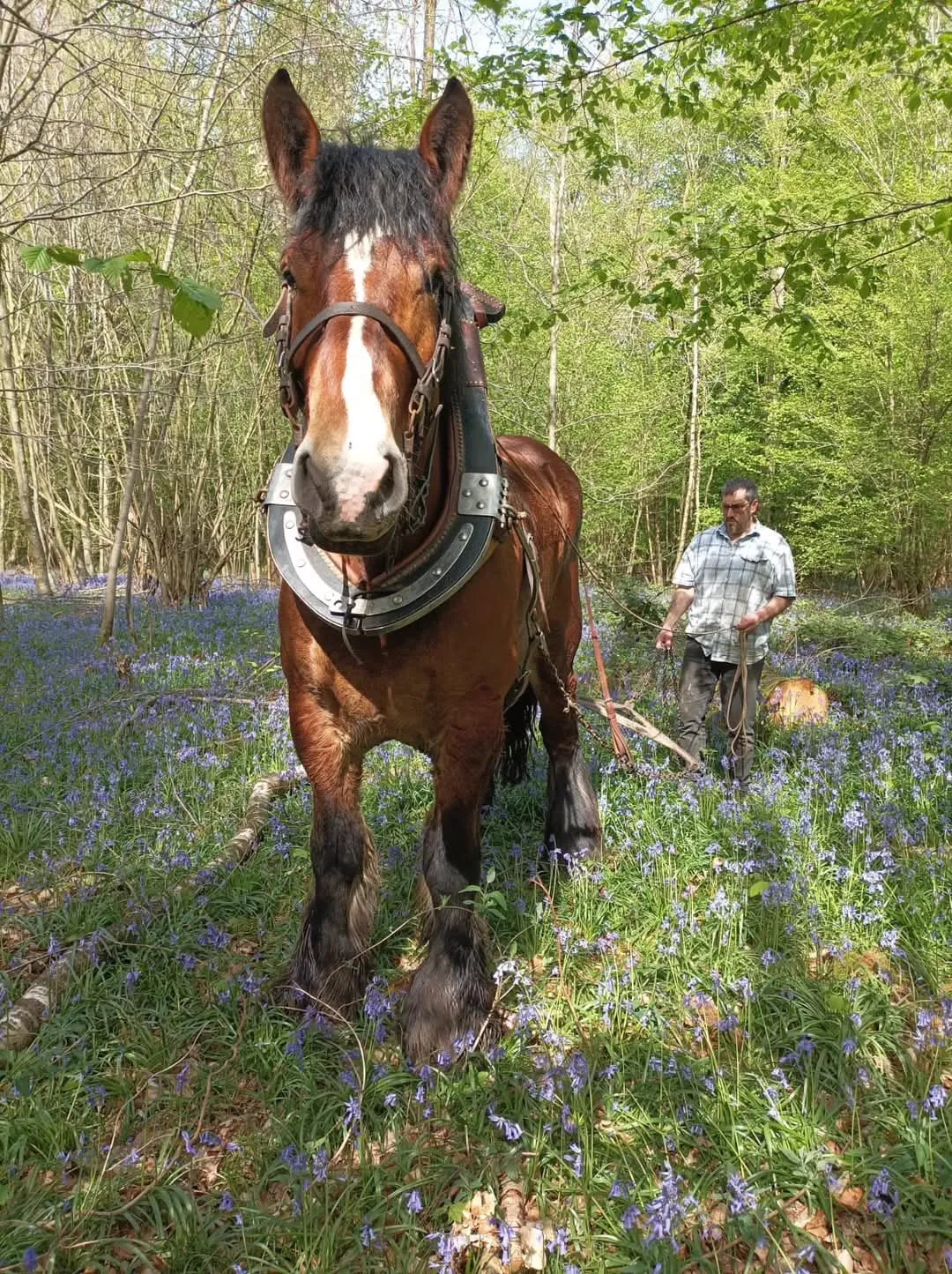 Roulottes de l'Avesnois à Taisnières-en-Thiérache, photo 7