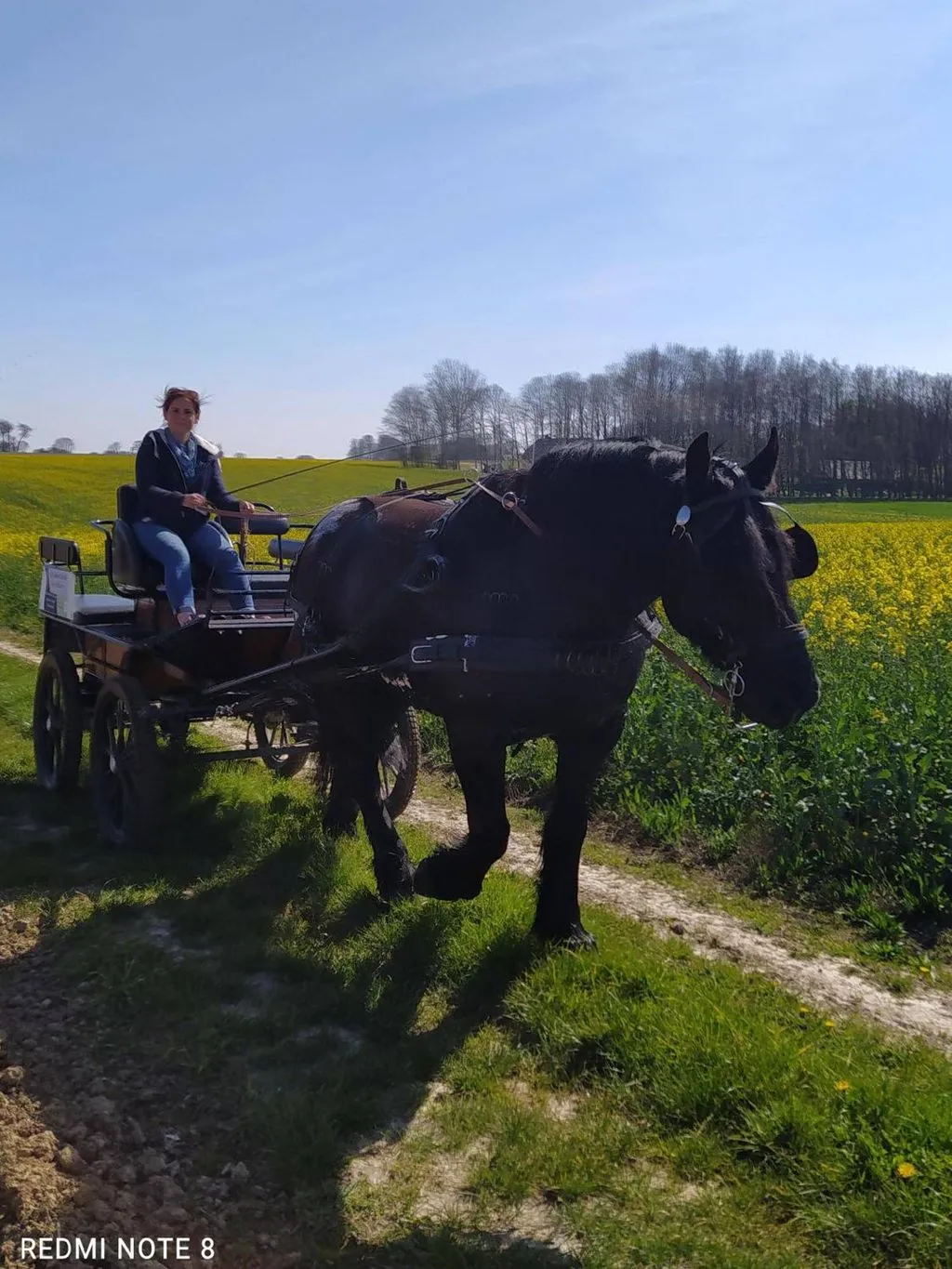 Roulotte hippomobile La Bailleul à Mentheville, photo 2